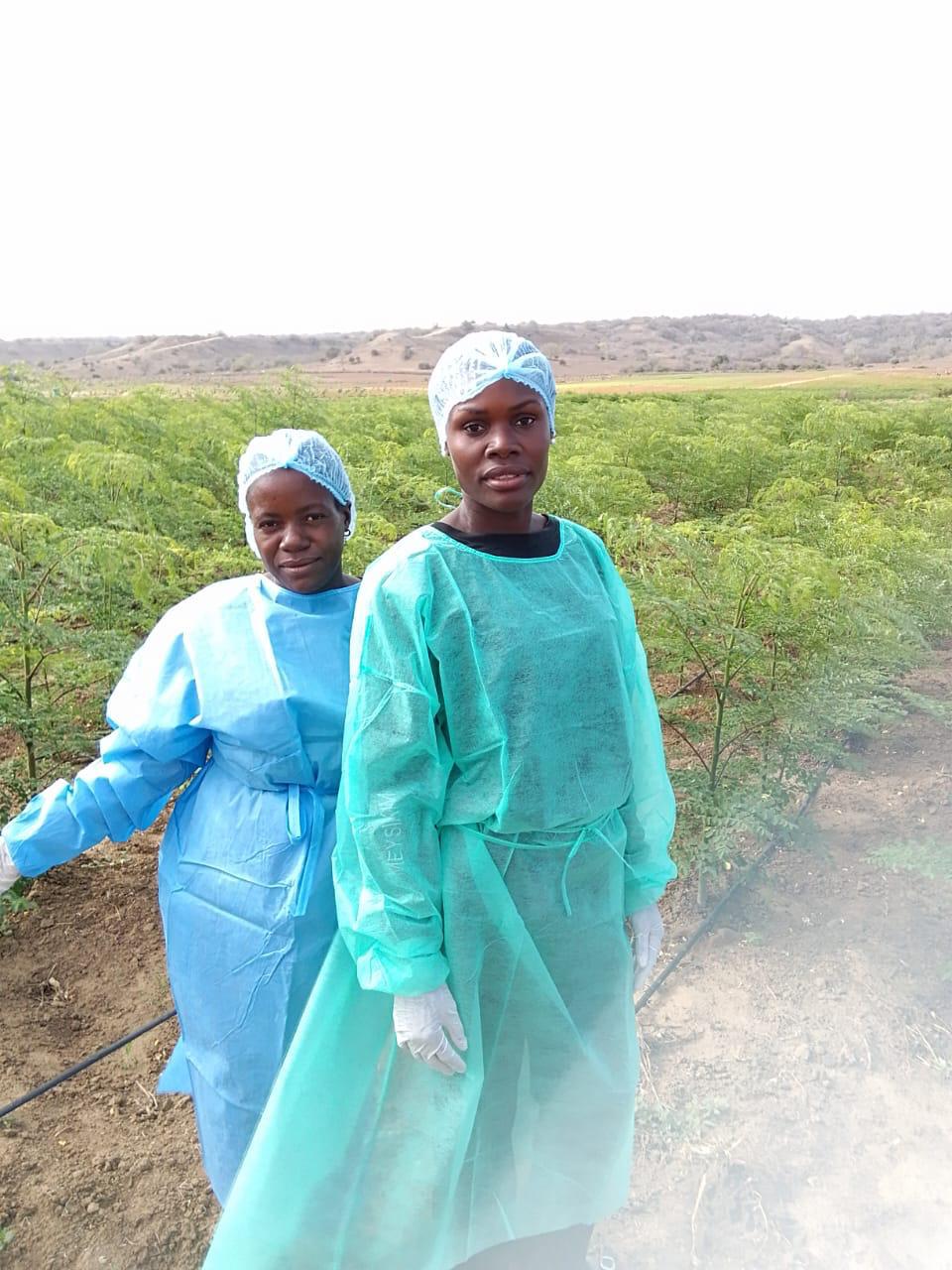 Agricultural workers in professional protective gear at a 3Cho Trees certified moringa plantation in Angola, demonstrating the company’s commitment to safe working conditions, local skill development, and technical training in sustainable farming.
