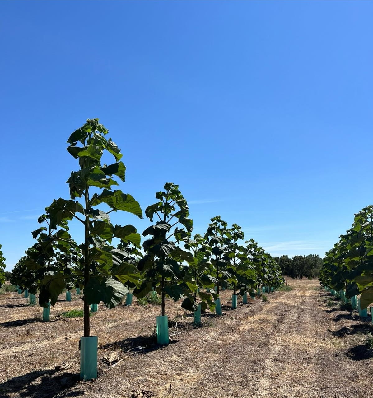 Sustainable timber on-demand agricultural production in Angola showing young paulownia trees in an organized plantation, managed under international forestry standards for sustainable production of echo trees.