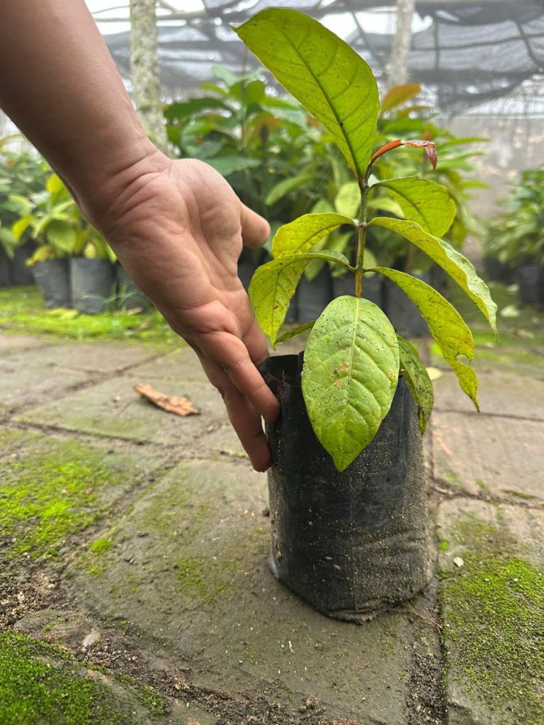 On-demand coffee production from sustainable sourcing in Angola, showcasing 3Cho - Eco Trees as a trusted coffee supplier for B2B agro-processing in Africa.