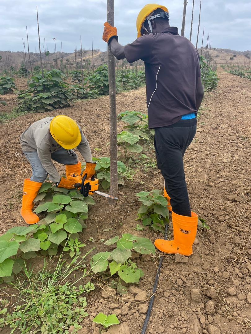 Large-scale sustainable agricultural plantation development in Angola by 3Cho Trees for B2B agro-processing in Africa.