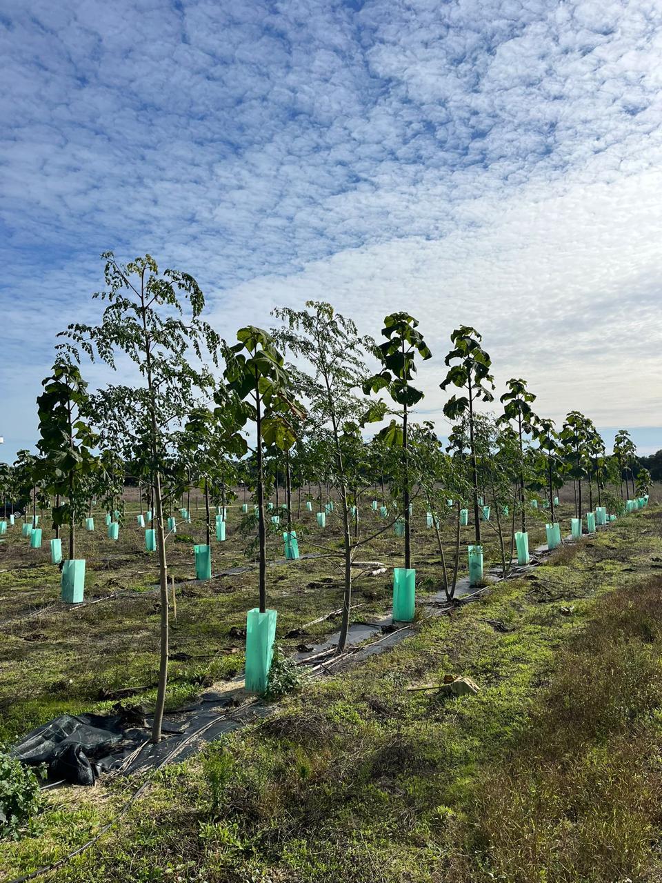 Paulownia tree scalable forestry and agricultural project in Angola showcasing responsible land-use practices and integrated plantation management at 3Cho - Eco Trees.